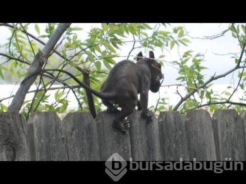 Nasıl olduğu açıklanamayan fotoğraflar
