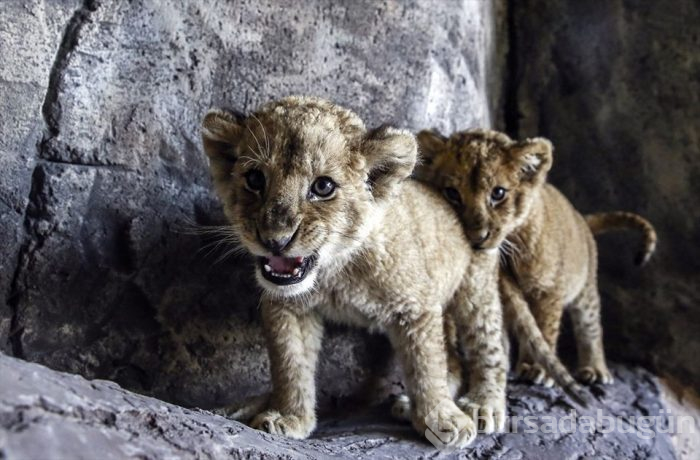 Türkiye'nin ilk 'Aslan Park'ı ziyaretçilerini bekliyor