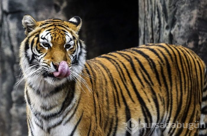 Türkiye'nin ilk 'Aslan Park'ı ziyaretçilerini bekliyor