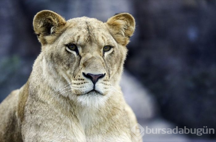 Türkiye'nin ilk 'Aslan Park'ı ziyaretçilerini bekliyor