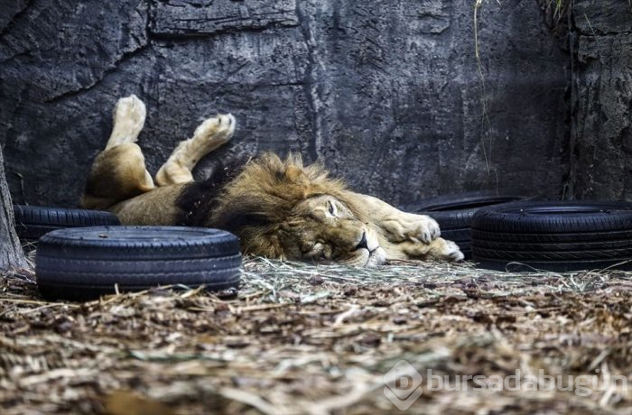 Türkiye'nin ilk 'Aslan Park'ı ziyaretçilerini bekliyor