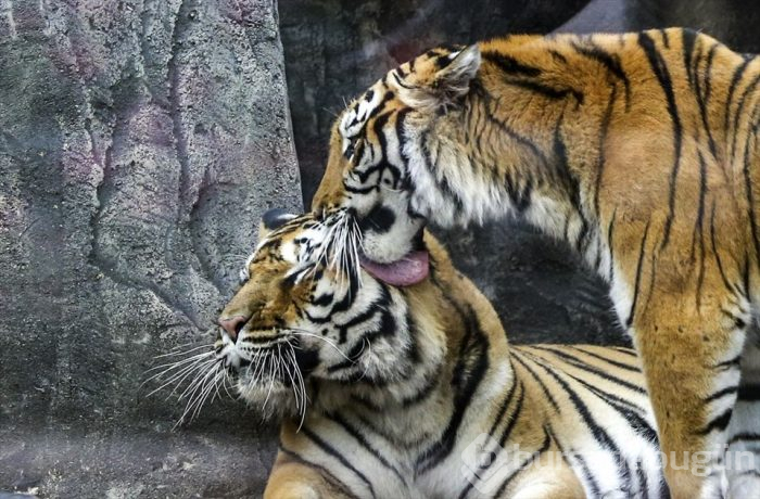 Türkiye'nin ilk 'Aslan Park'ı ziyaretçilerini bekliyor