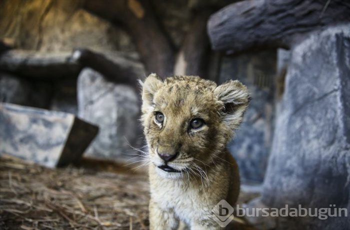 Türkiye'nin ilk 'Aslan Park'ı ziyaretçilerini bekliyor