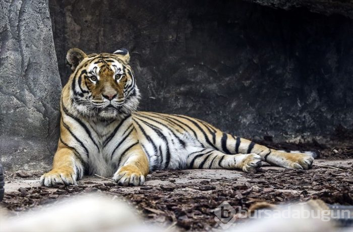Türkiye'nin ilk 'Aslan Park'ı ziyaretçilerini bekliyor