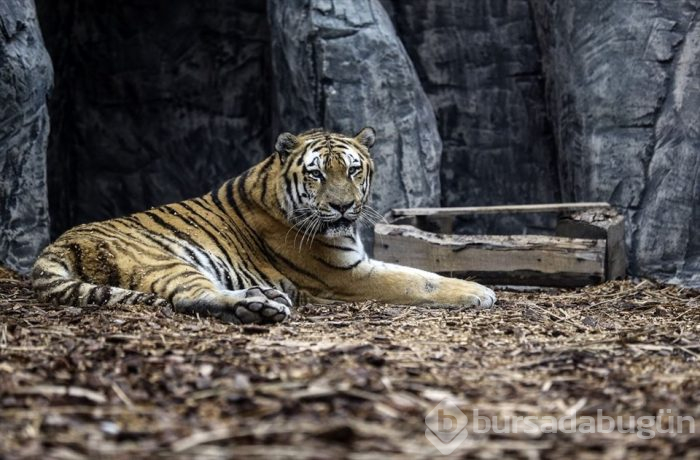 Türkiye'nin ilk 'Aslan Park'ı ziyaretçilerini bekliyor