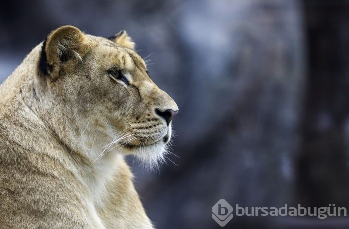 Türkiye'nin ilk 'Aslan Park'ı ziyaretçilerini bekliyor
