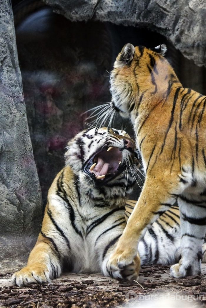 Türkiye'nin ilk 'Aslan Park'ı ziyaretçilerini bekliyor