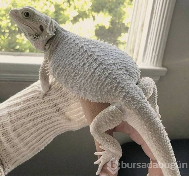 Sosyal medyada günün en çok paylaşılan fotoğrafları (09.11.2018)
