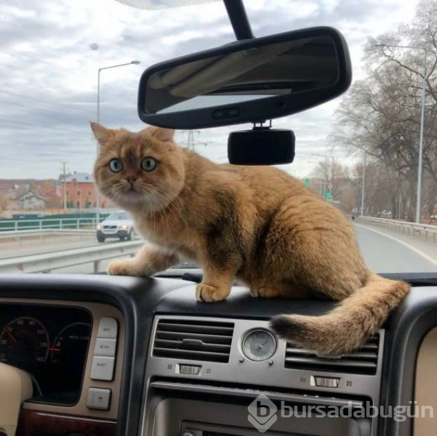 Sosyal medyada günün en çok paylaşılan fotoğrafları (09.11.2018)
