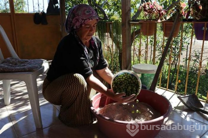 Hatay'ın benzersiz lezzeti küllü yeşil zeytin
