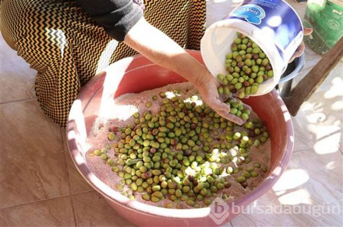 Hatay'ın benzersiz lezzeti küllü yeşil zeytin
