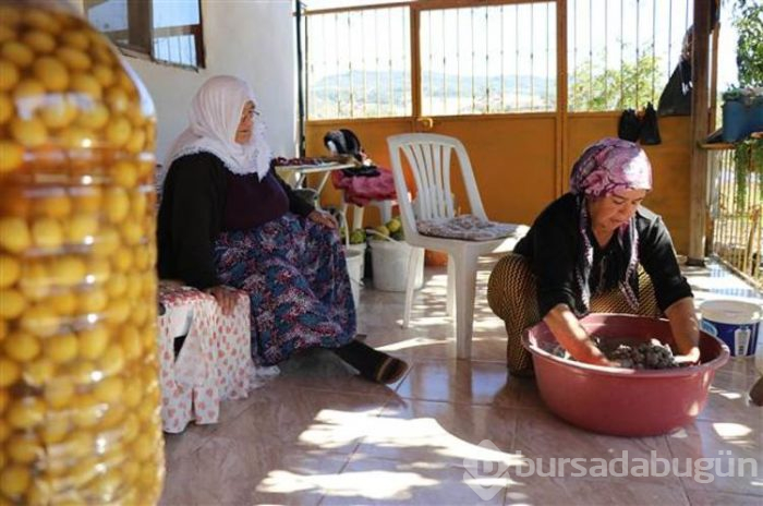 Hatay'ın benzersiz lezzeti küllü yeşil zeytin
