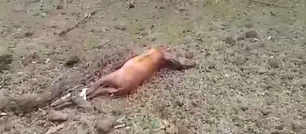 Vahşi doğa