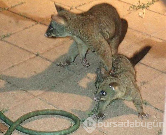 Vahşi doğa