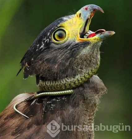 Vahşi doğa