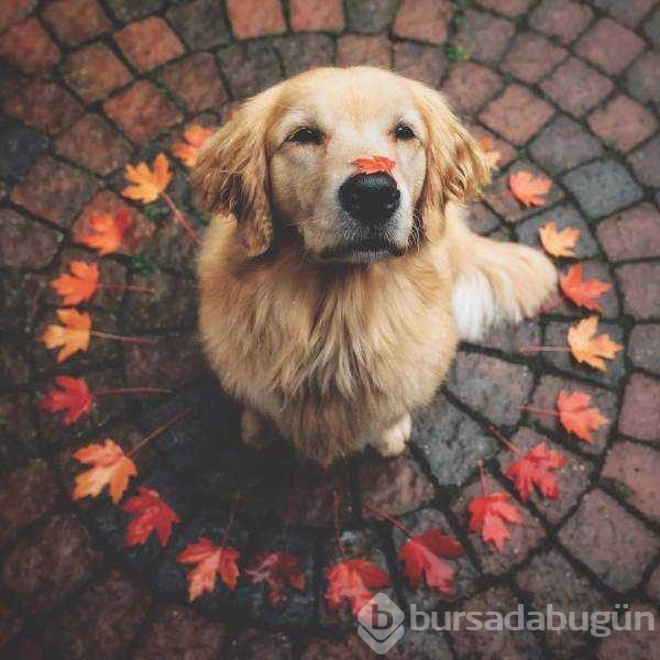 Günün en çok paylaşılan fotoğrafları (14.11.2018)