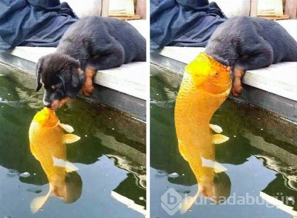 İnternette her gördüğünüze inanmayın
