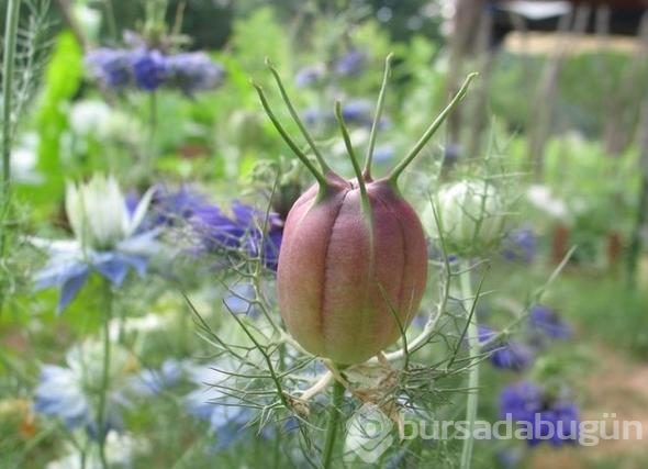 Dünyada bir ilk! Bu botanik bahçesi diğerlerinden farklı
