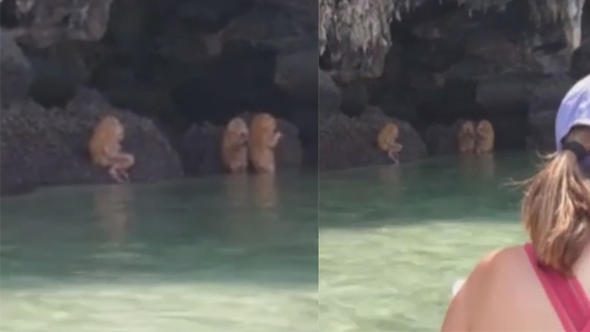 Tayland'da görüntülenen canlılar tartışma yarattı
