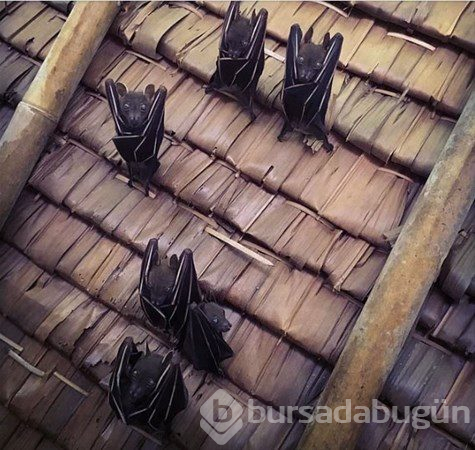 Dünyadan ilginç fotoğraflar
