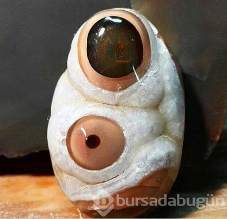 Dünyadan ilginç fotoğraflar
