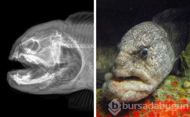 Hayvanların X-Ray altındaki görüntüleri
