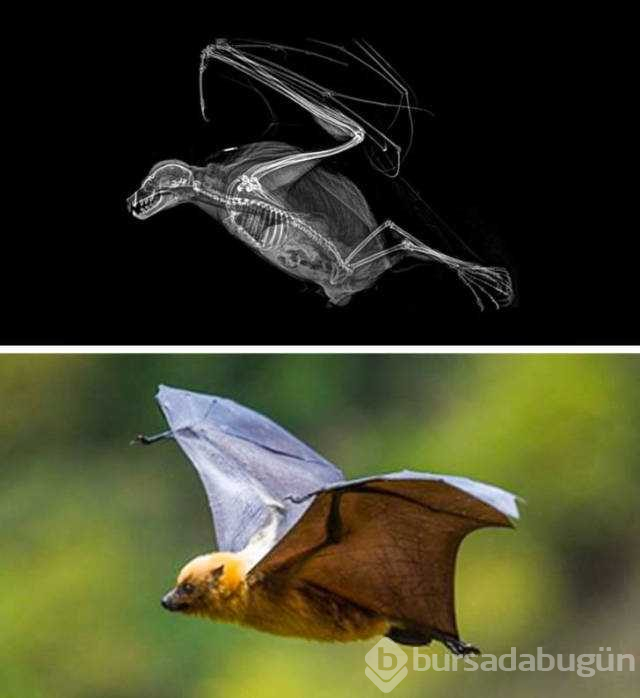 Hayvanların X-Ray altındaki görüntüleri
