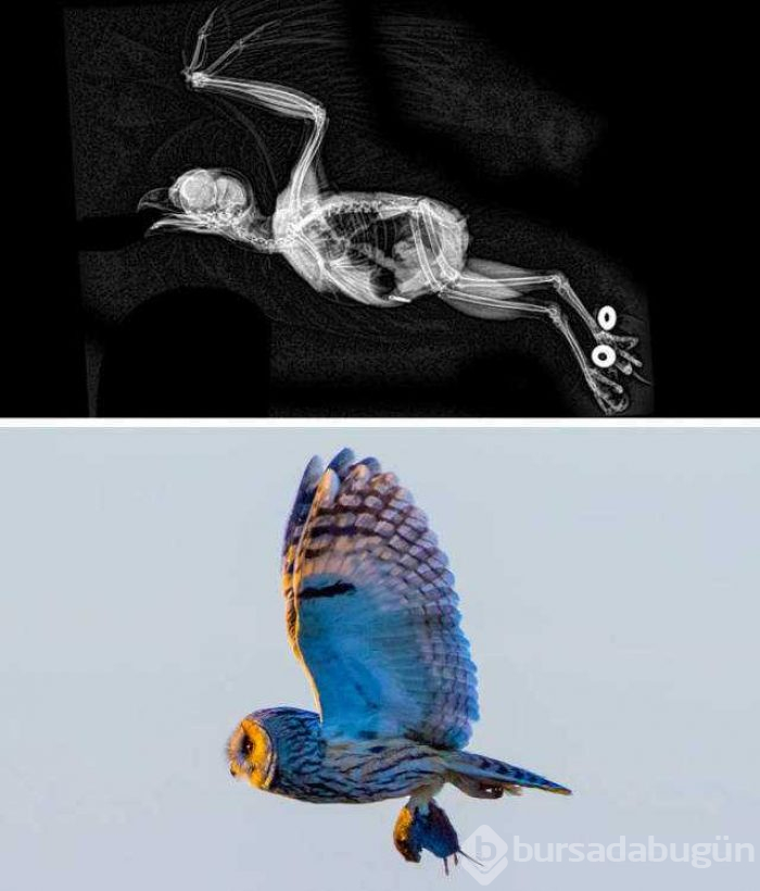 Hayvanların X-Ray altındaki görüntüleri

