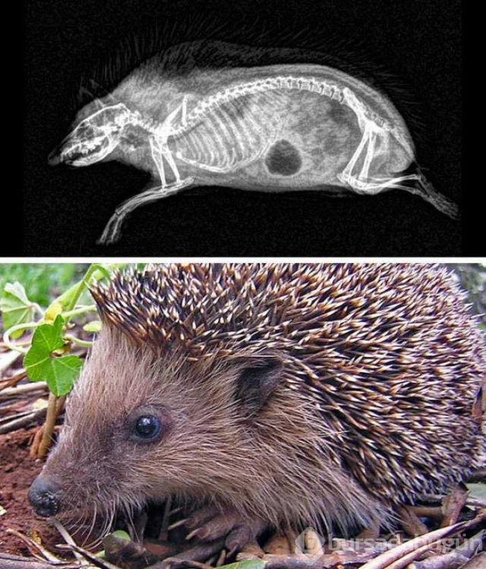 Hayvanların X-Ray altındaki görüntüleri
