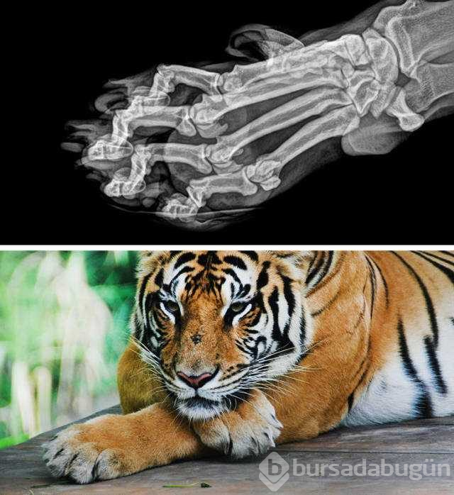 Hayvanların X-Ray altındaki görüntüleri
