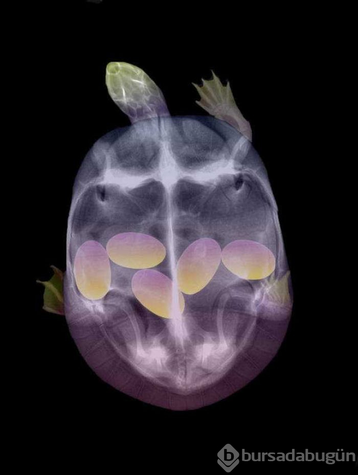 Hayvanların X-Ray altındaki görüntüleri
