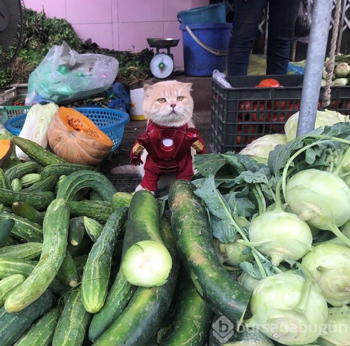 'Balıkçı kedi' bu kez polis oldu