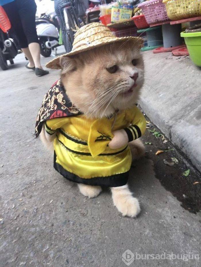 'Balıkçı kedi' bu kez polis oldu