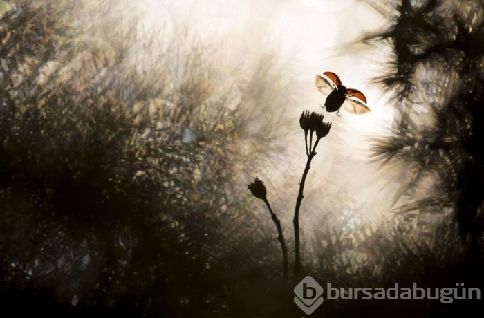 Yılın Doğa Fotoğrafçısı 2018 yarışması sonuçlandı