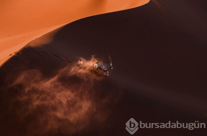 Yılın Doğa Fotoğrafçısı 2018 yarışması sonuçlandı