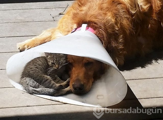 Kedilerin her yere sığabileceğini kanıtlayan kareler...
