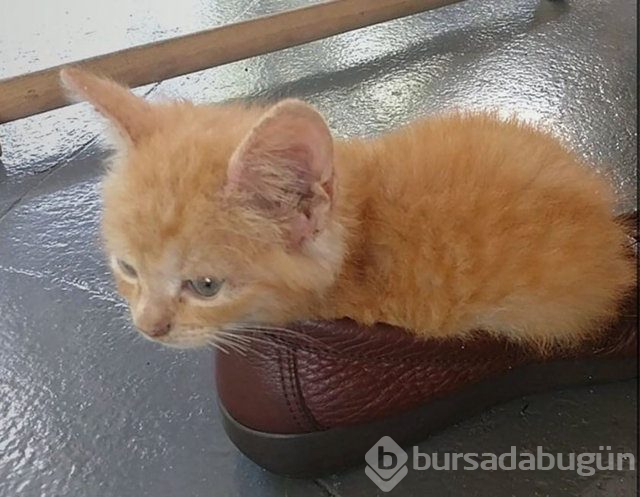Kedilerin her yere sığabileceğini kanıtlayan kareler...
