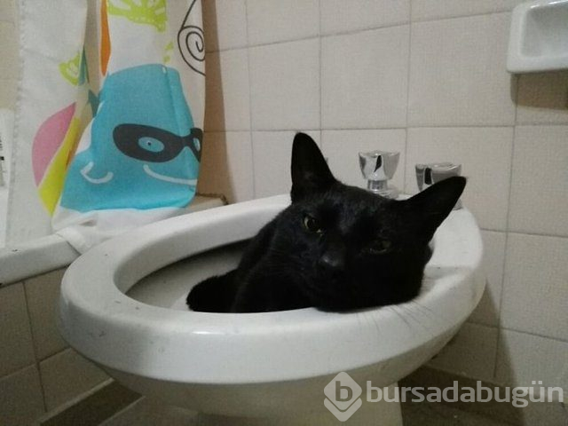 Kedilerin her yere sığabileceğini kanıtlayan kareler...
