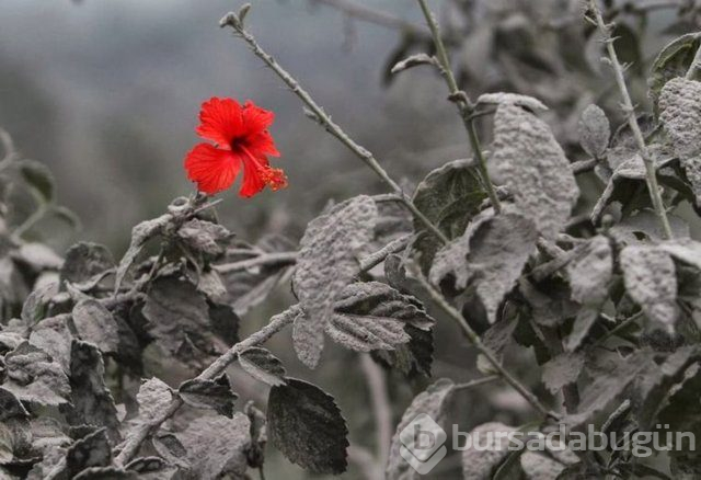 Photoshop değil gerçek!