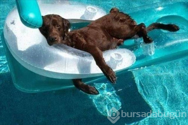 Photoshop değil gerçek!