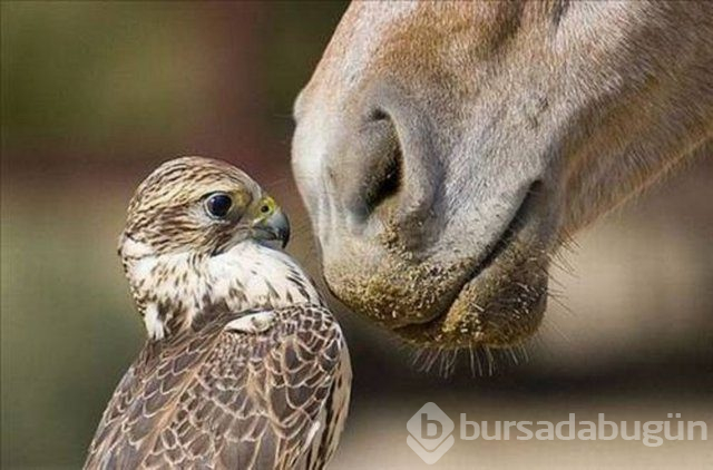 Photoshop değil gerçek!