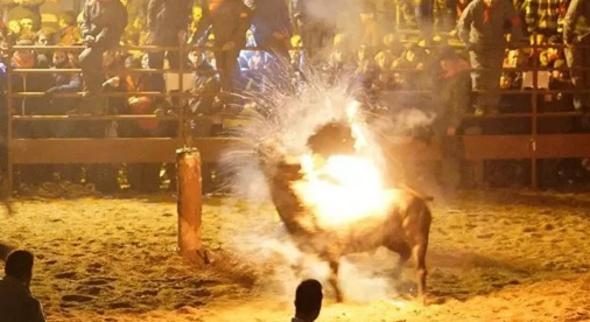 Diri diri yaktılar! Vahşi görüntülere tepki
