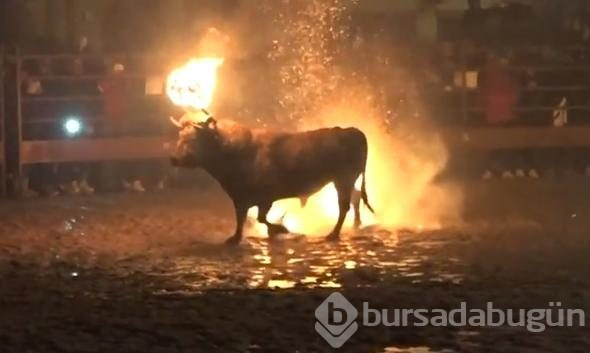 Diri diri yaktılar! Vahşi görüntülere tepki
