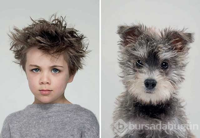 Sahibine benzeyen köpeklerden şaşırtıcı fotoğraflar