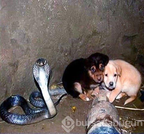 Bu fotoğraflar içinizi ısıtacak
