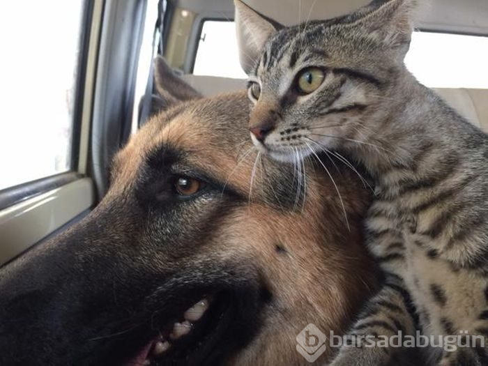 Bu fotoğraflar içinizi ısıtacak
