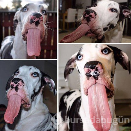 Dev köpekler
