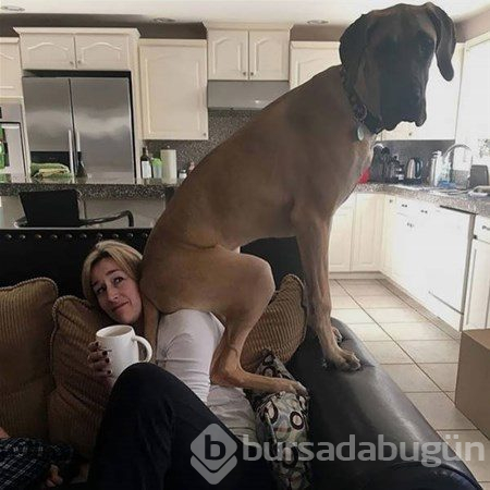 Dev köpekler
