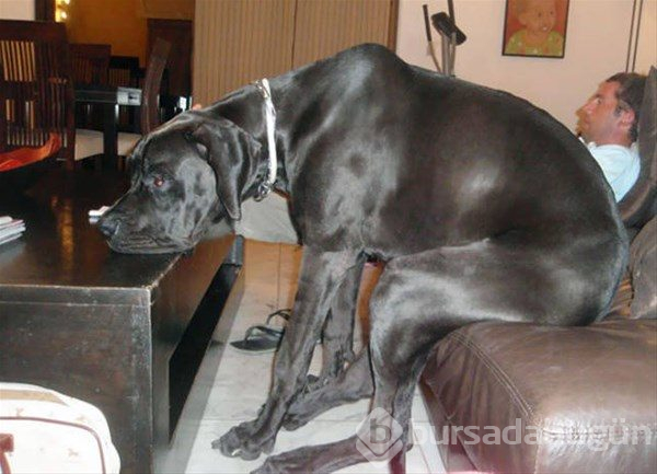 Dev köpekler
