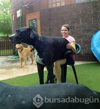 Dev köpekler
